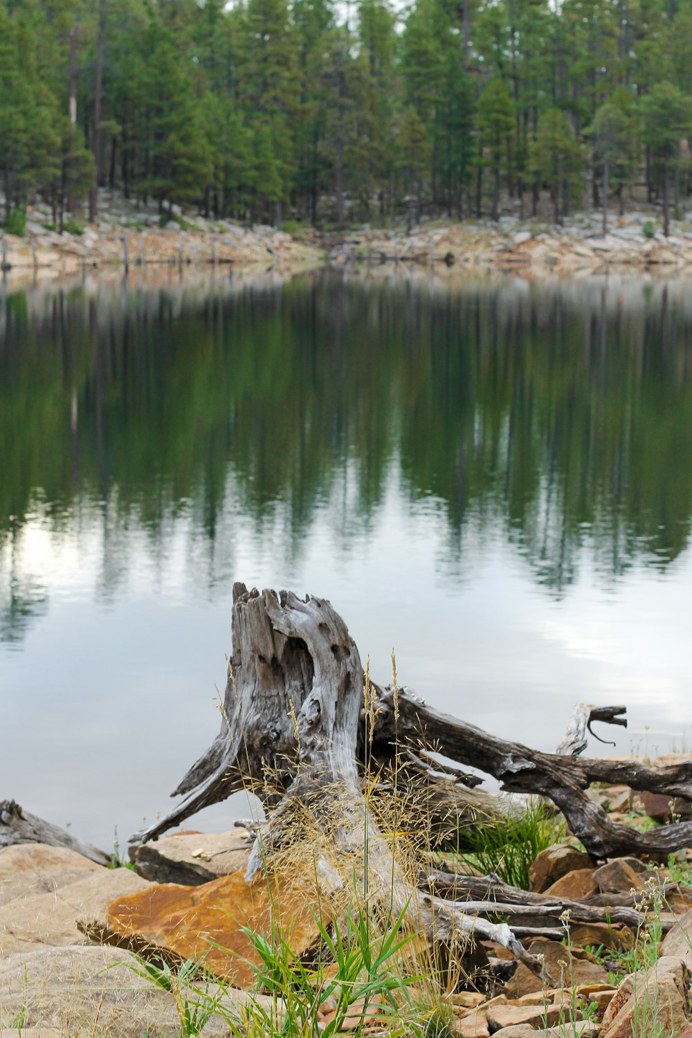 a tree stump sitting on the shore of a lake