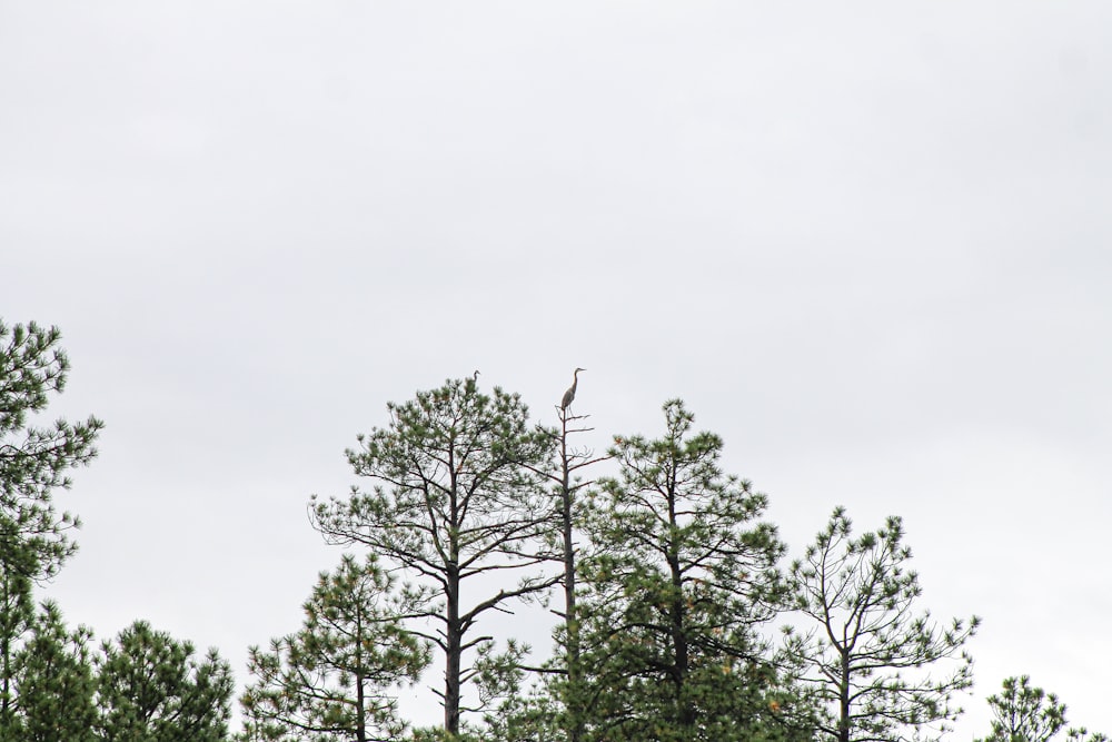 a bird perched on top of a tall tree