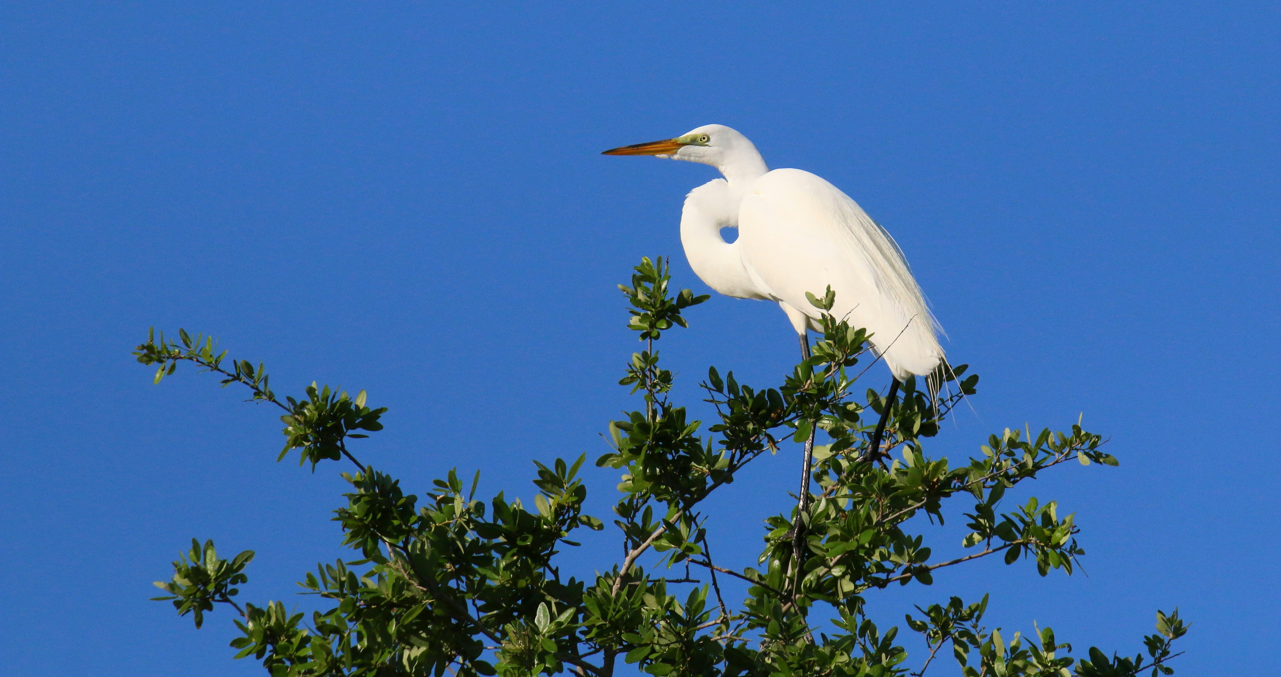 Photo by goldenplover31