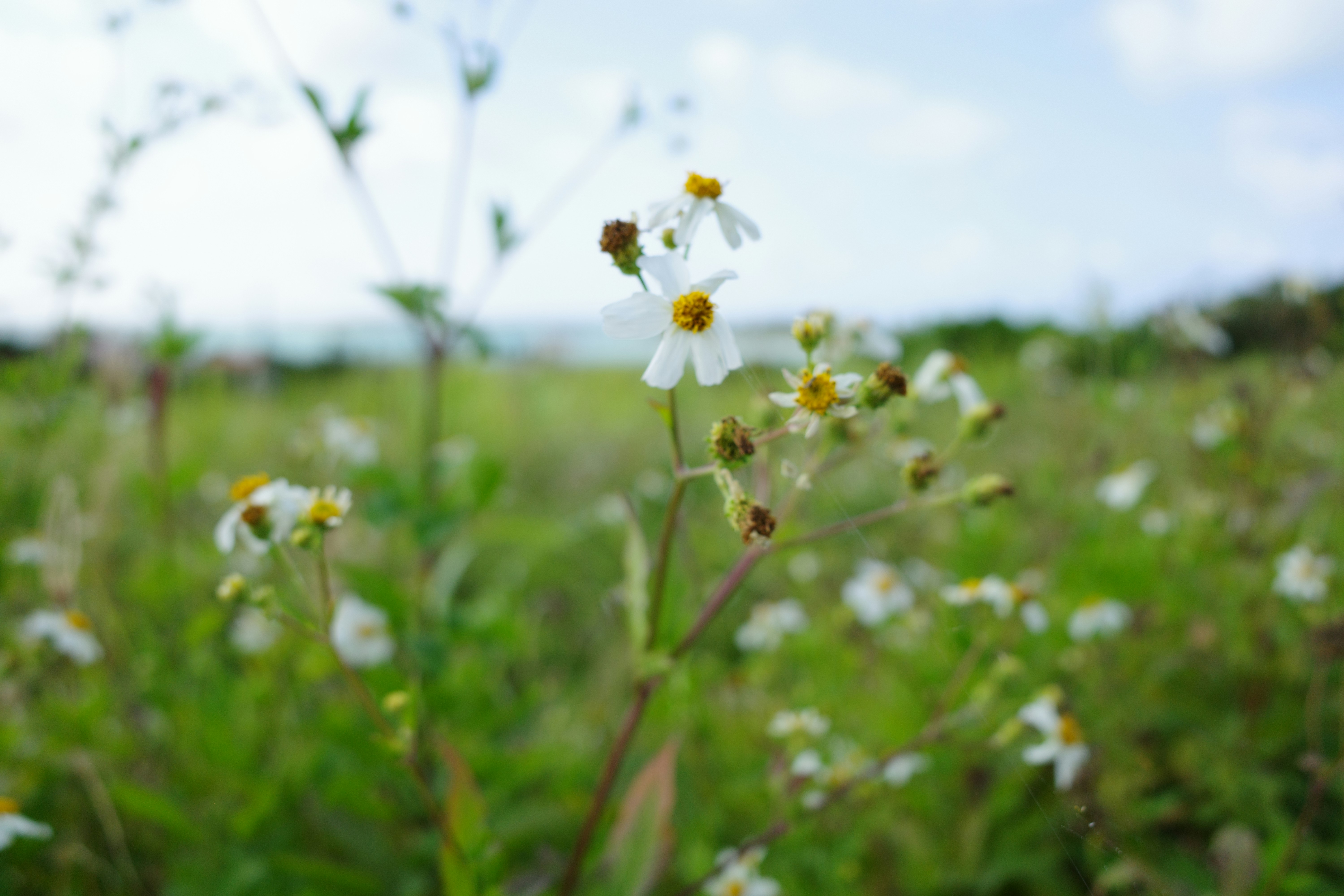 um campo cheio de flores silvestres com um céu azul no fundo