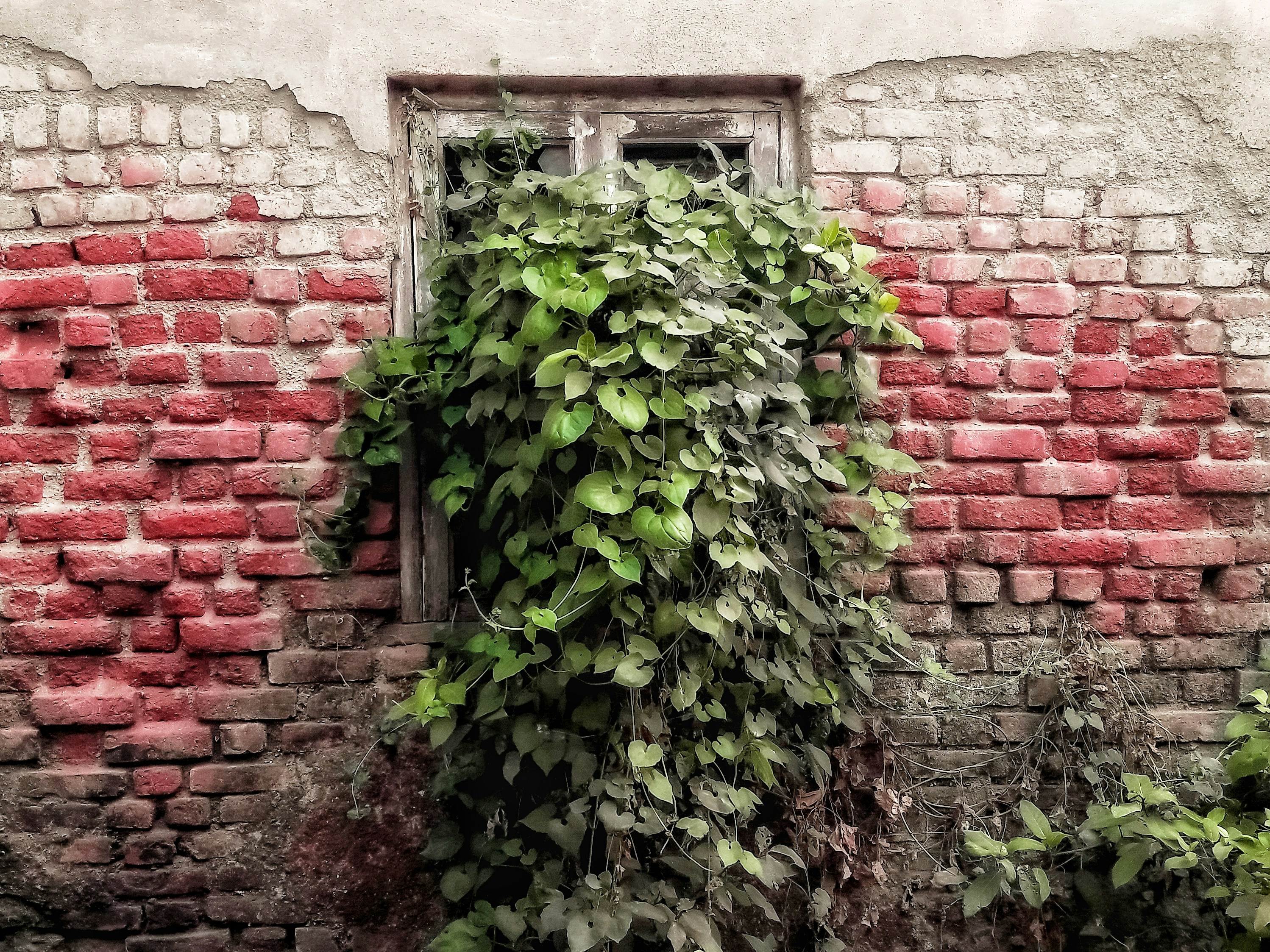 a brick wall with a window and vines growing on it