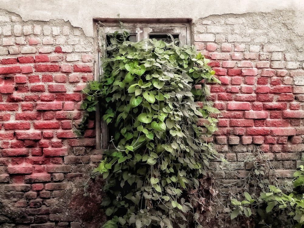 a brick wall with a window and vines growing on it