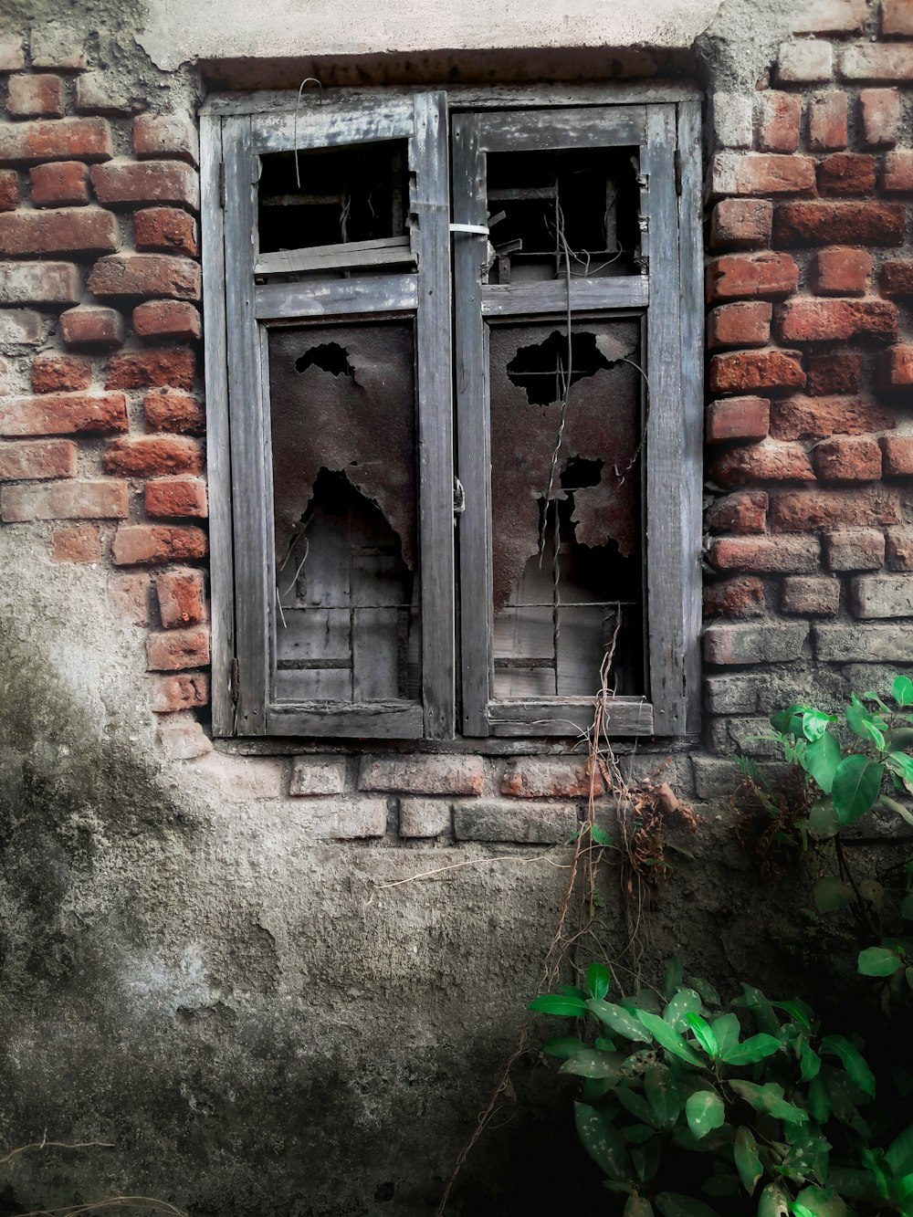 a broken window on a brick building with vines growing out of it