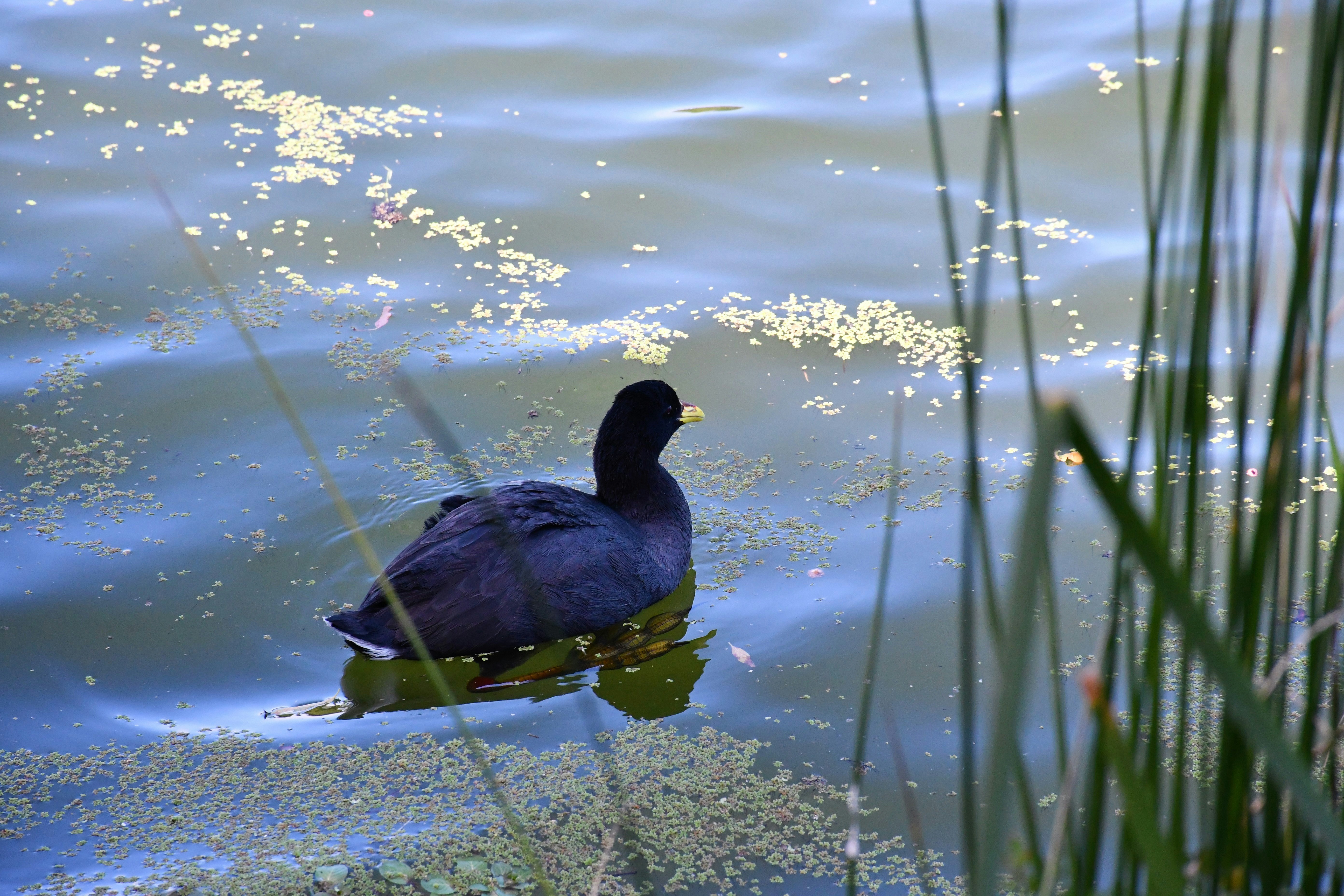 Photo by raponchi404