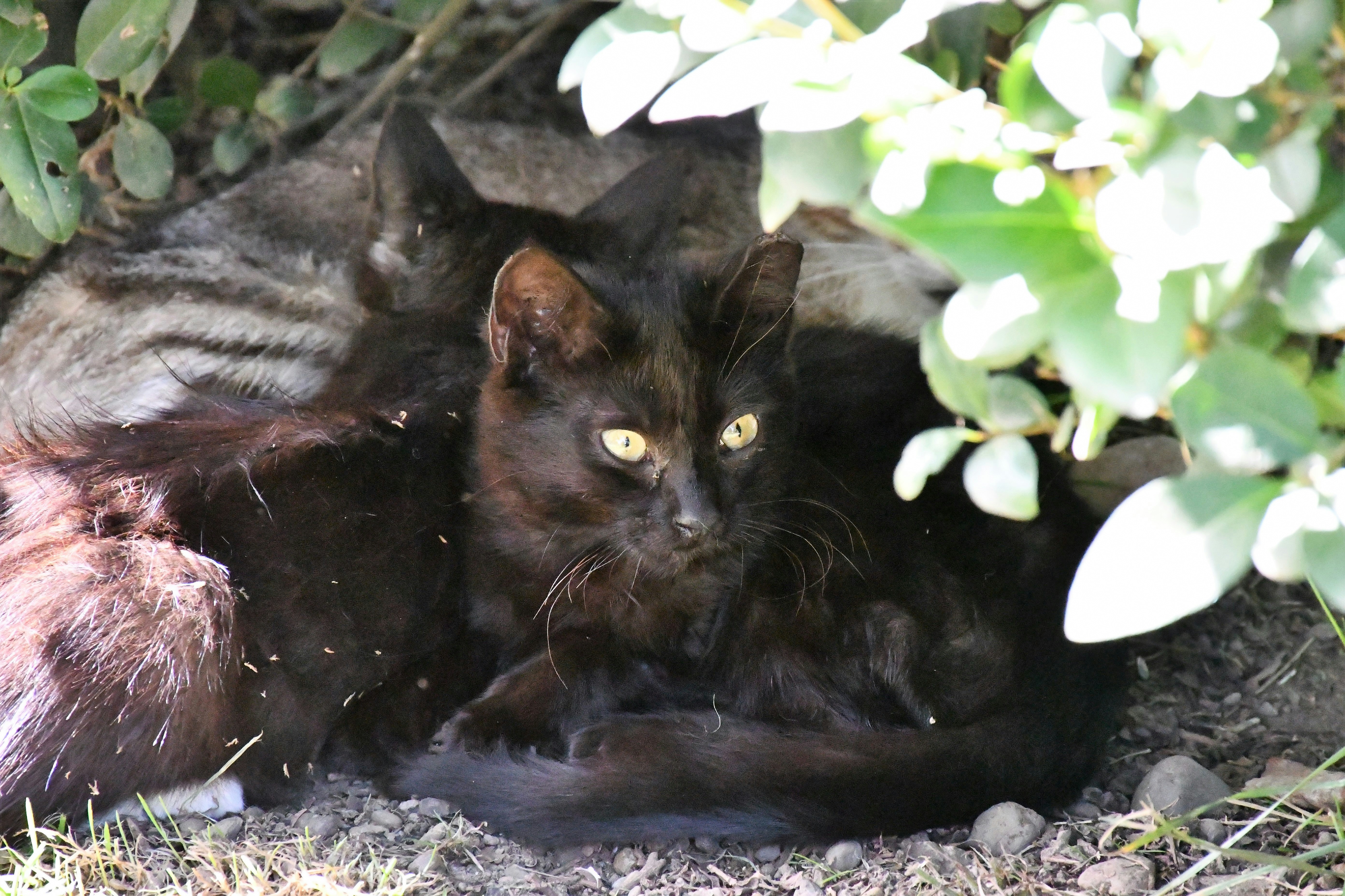 Smilodon Was Their Real Scientific Name (image credits: unsplash)