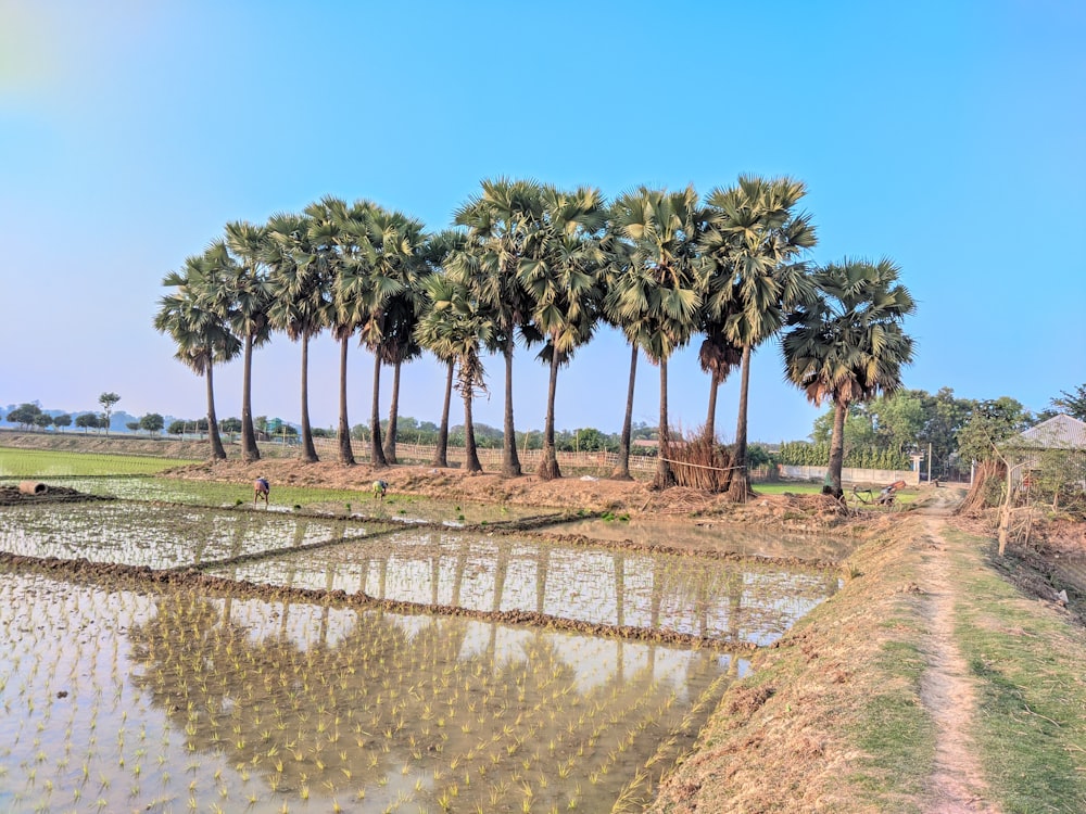 a row of palm trees sitting next to a body of water