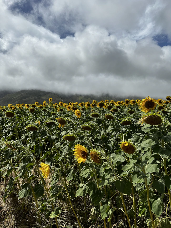 a large field of sunflowers under a cloudy sky