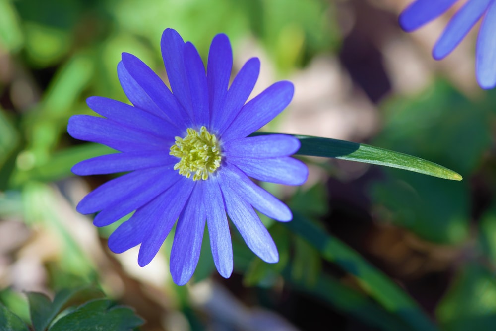 a close up of a blue flower with green leaves