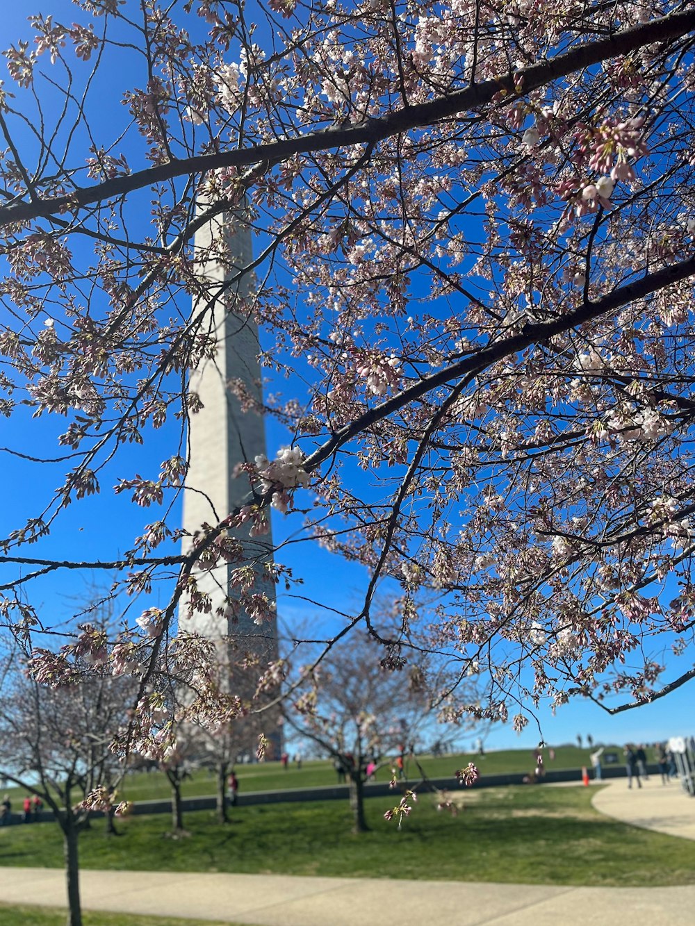 a view of the washington monument through the trees