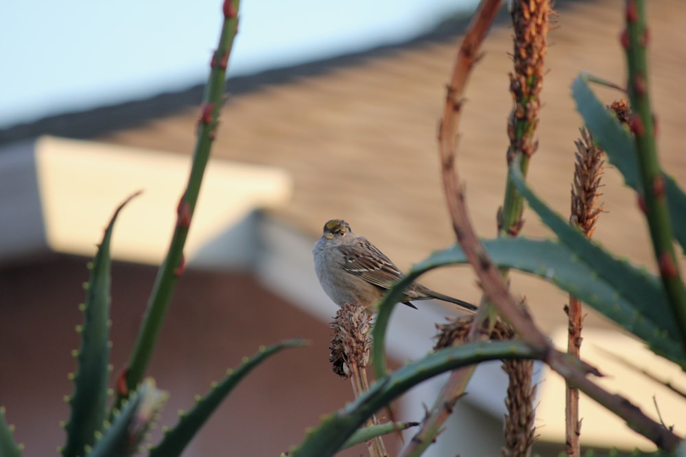 a small bird sitting on top of a plant