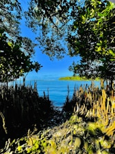 A breathtaking image of the Sundarbans, highlighting its natural beauty.