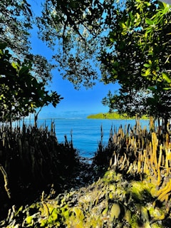 A serene view of mangroves framing the sparkling blue waters of the Gulf.