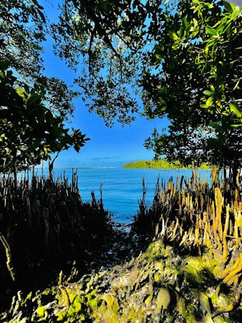 A breathtaking image of the Sundarbans, highlighting its natural beauty.