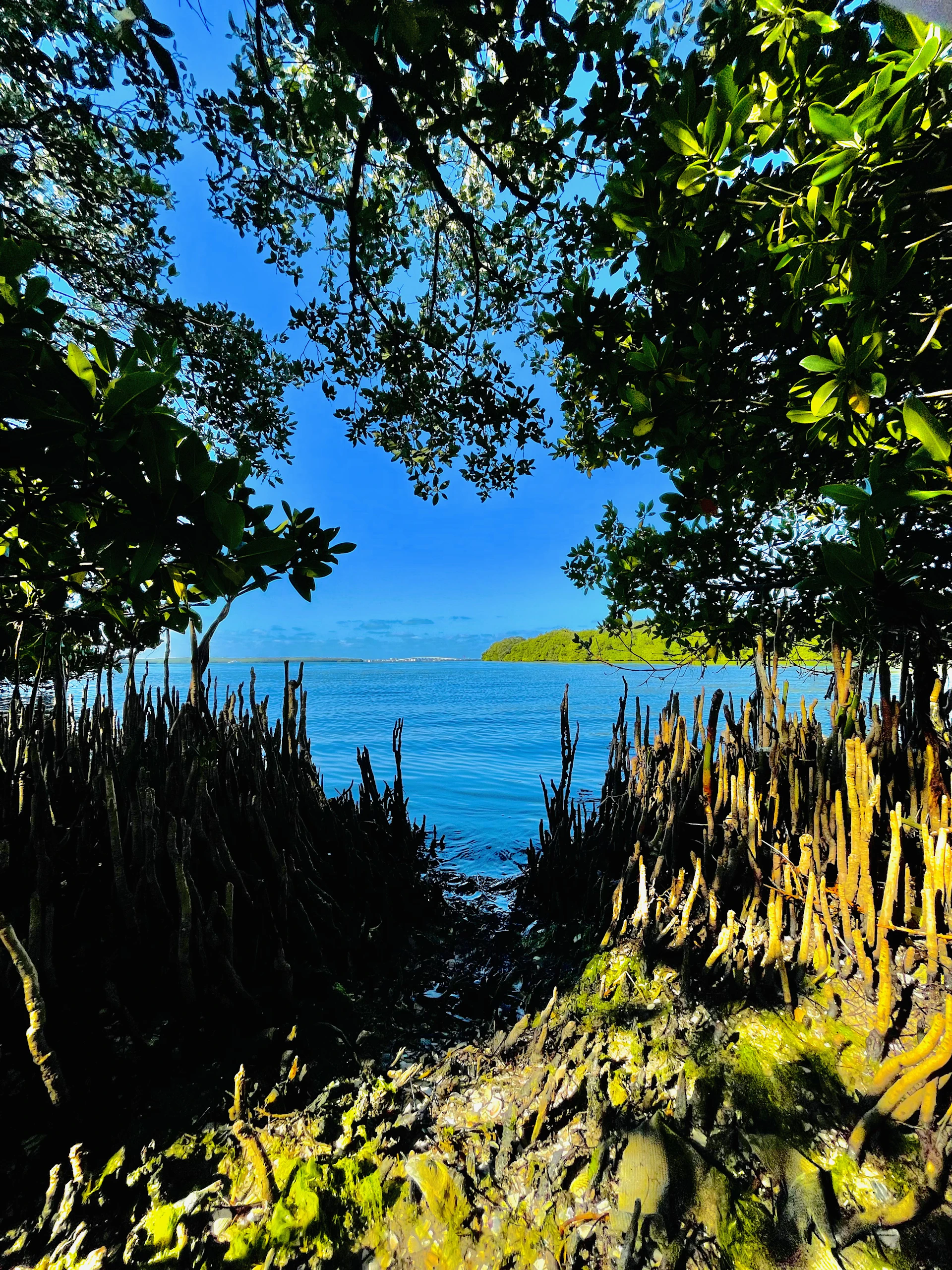 A serene view of mangroves framing the still waters around Mangrovia Lodge, with a gentle breeze rustling the leaves and a hint of distant village life.