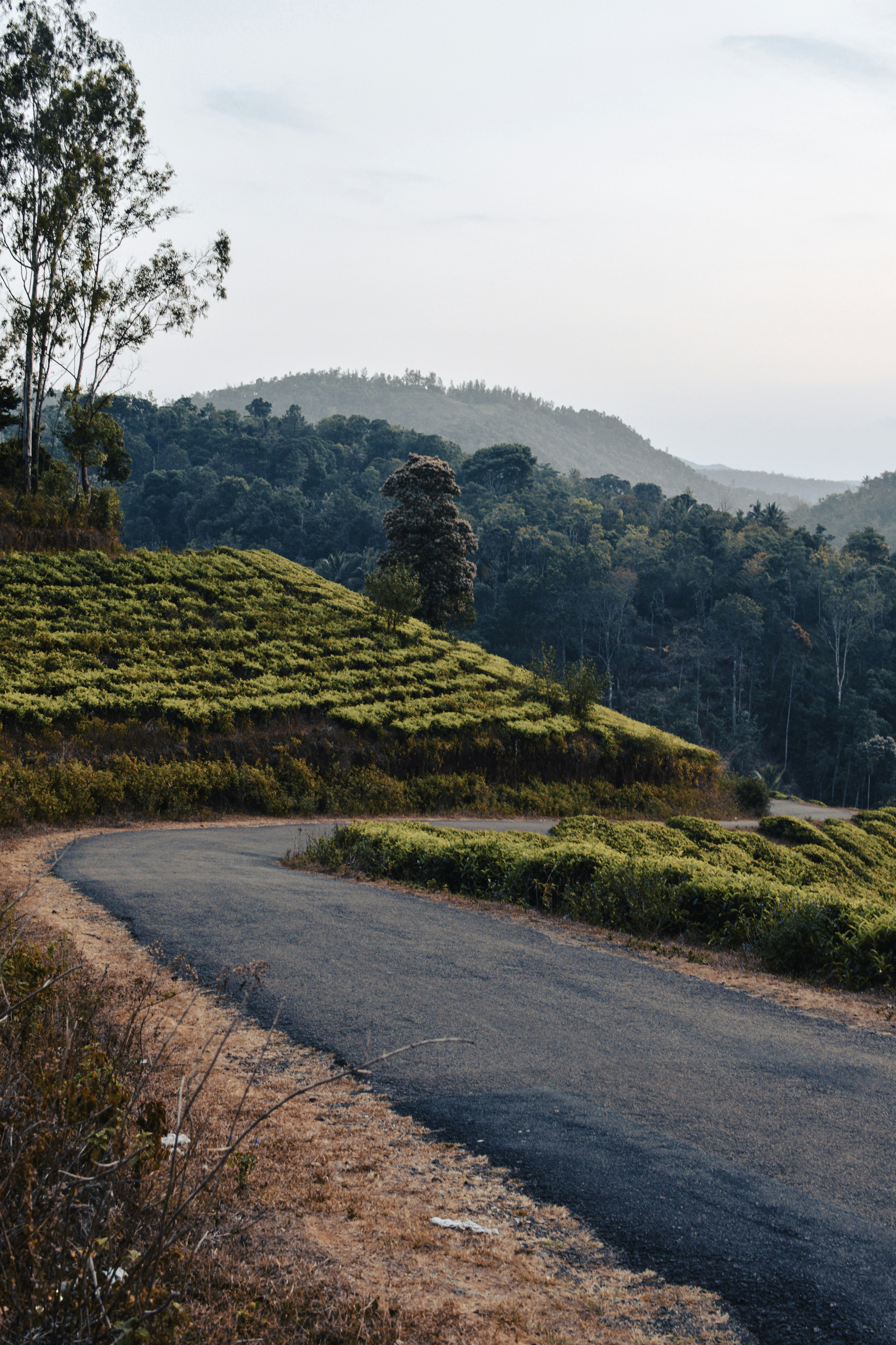 a winding road in the middle of a tea estate