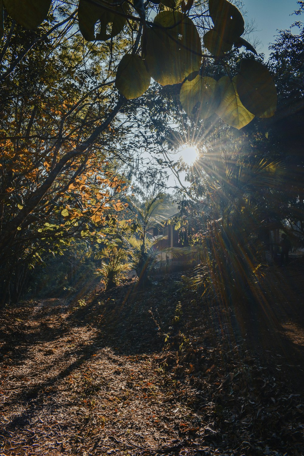 the sun is shining through the trees in the woods