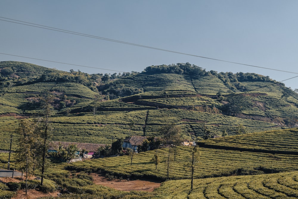 a lush green hillside covered in lots of trees