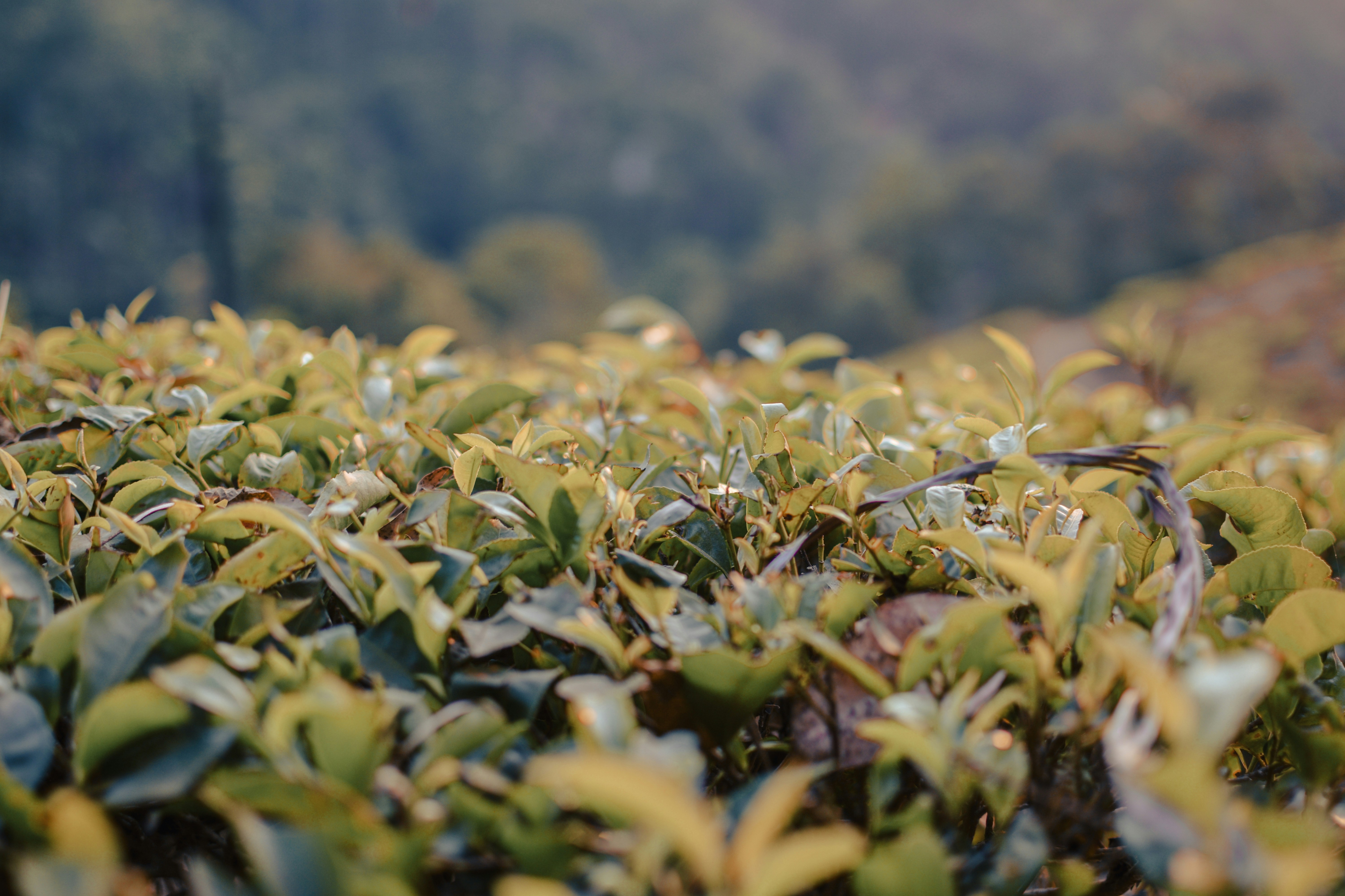 a field of green leaves with trees in the background