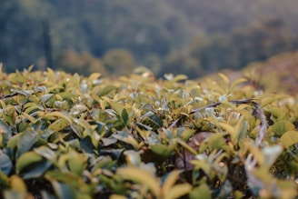 A close-up of eco-friendly PVC materials with green leaves in the background.