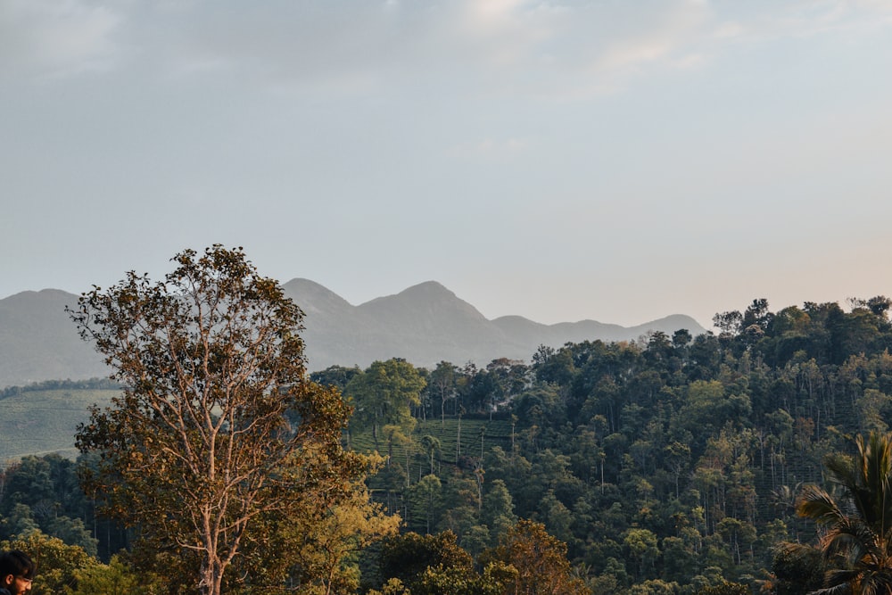 a view of a mountain range with trees in the foreground