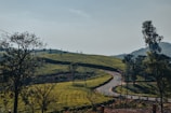 A winding road cuts through lush, rolling hills covered in tea plantations. The landscape is dotted with trees and surrounded by a clear, expansive sky. The scene is serene and peaceful, with natural greenery dominating the view.