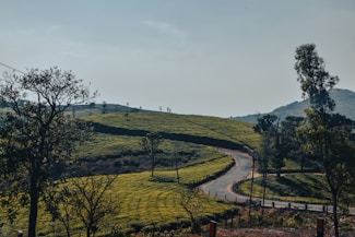A winding road cuts through lush, rolling hills covered in tea plantations. The landscape is dotted with trees and surrounded by a clear, expansive sky. The scene is serene and peaceful, with natural greenery dominating the view.