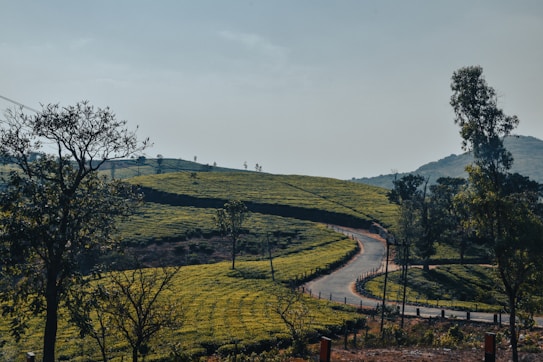 A winding road cuts through lush, rolling hills covered in tea plantations. The landscape is dotted with trees and surrounded by a clear, expansive sky. The scene is serene and peaceful, with natural greenery dominating the view.