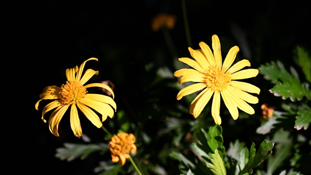 a group of yellow flowers with green leaves