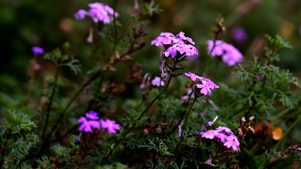 a bunch of purple flowers that are in the grass