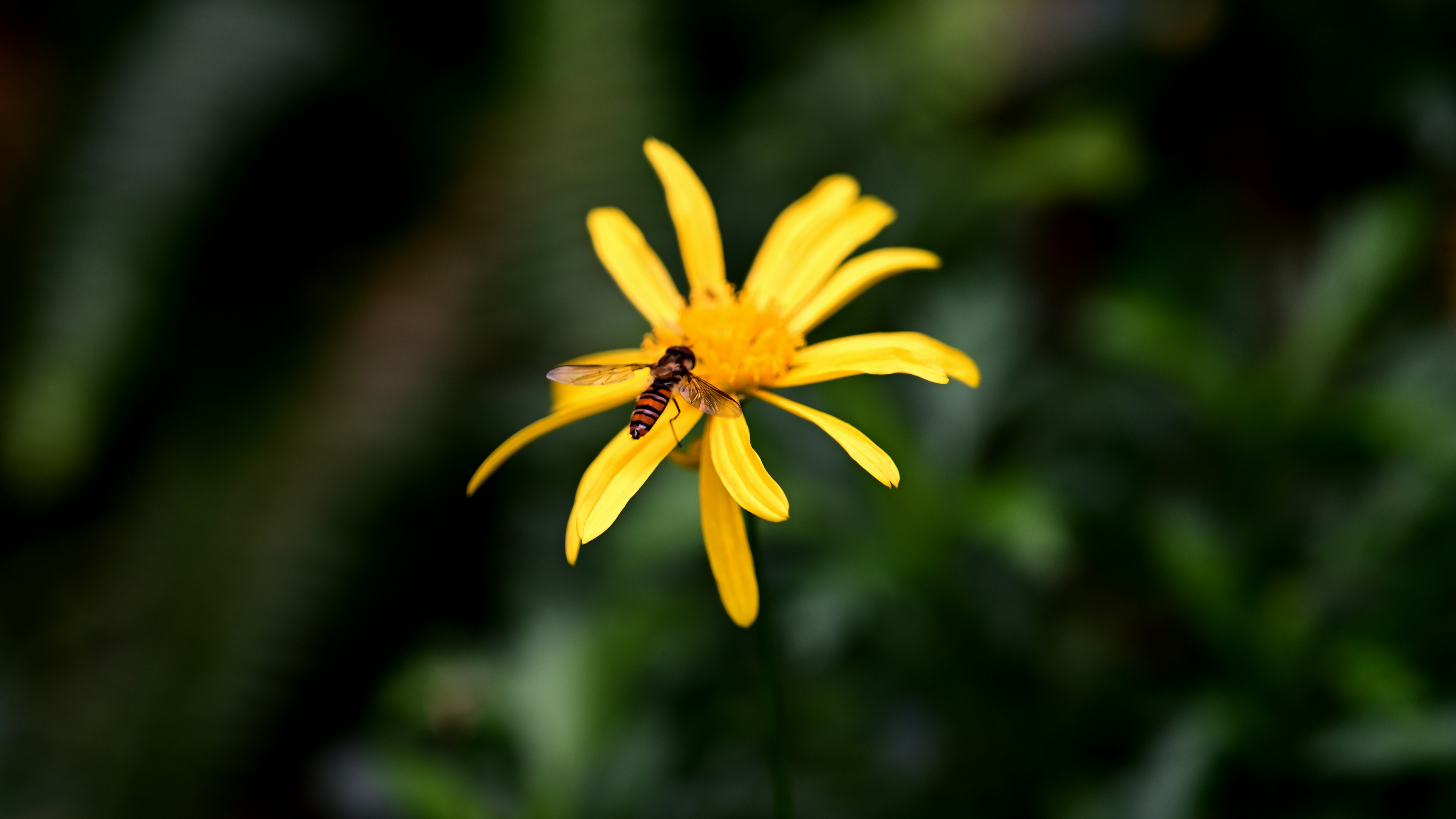 Photo by antinow
