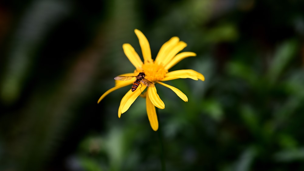 a yellow flower with a bee on it