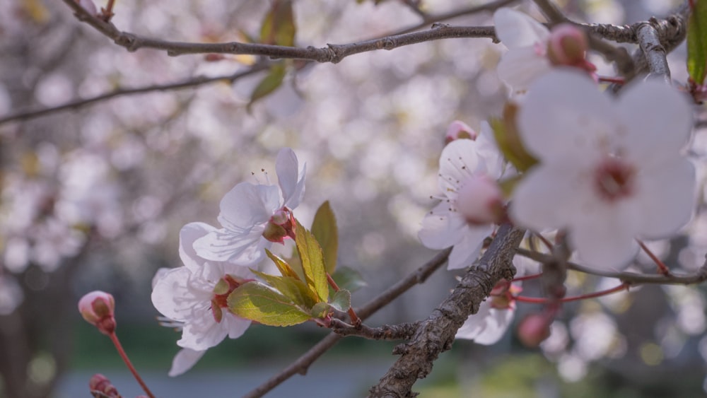 a close up of a tree with white flowers