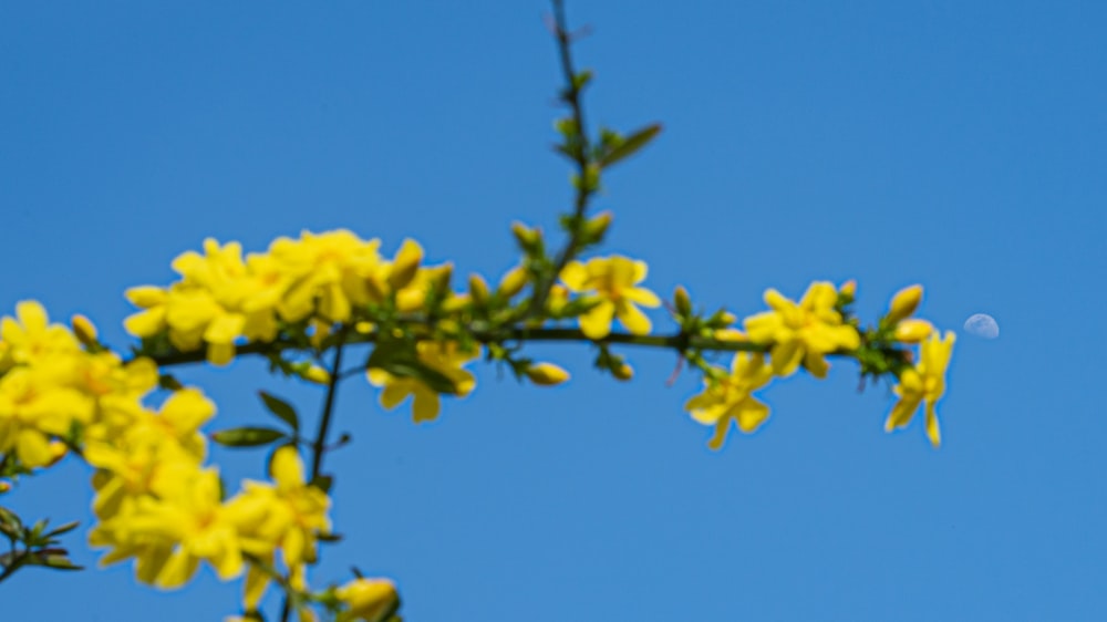 a yellow flower with a half moon in the background