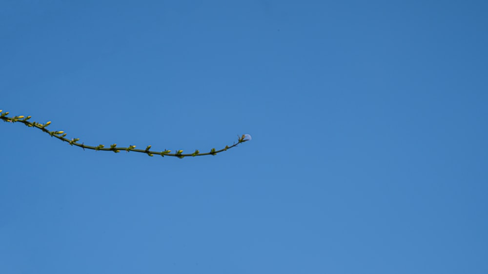 a green plant on a branch against a blue sky