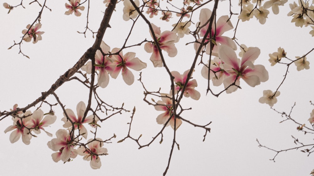 a tree with white and pink flowers on it