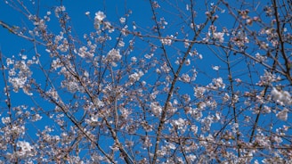 A cherry tree blossoming in a sunlit orchard, symbolizing growth and new beginnings.