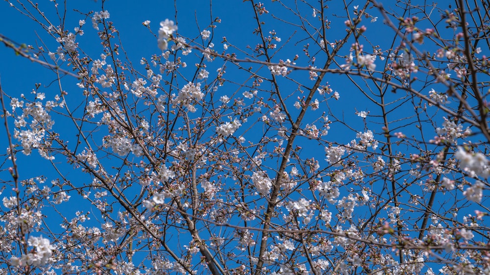 Un árbol con flores blancas y cielo azul al fondo