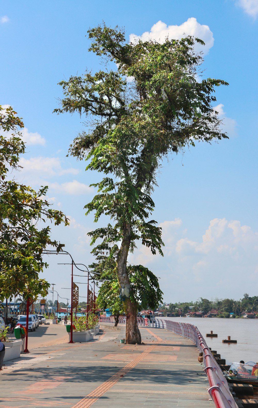 un albero sul lato di una strada accanto a uno specchio d'acqua