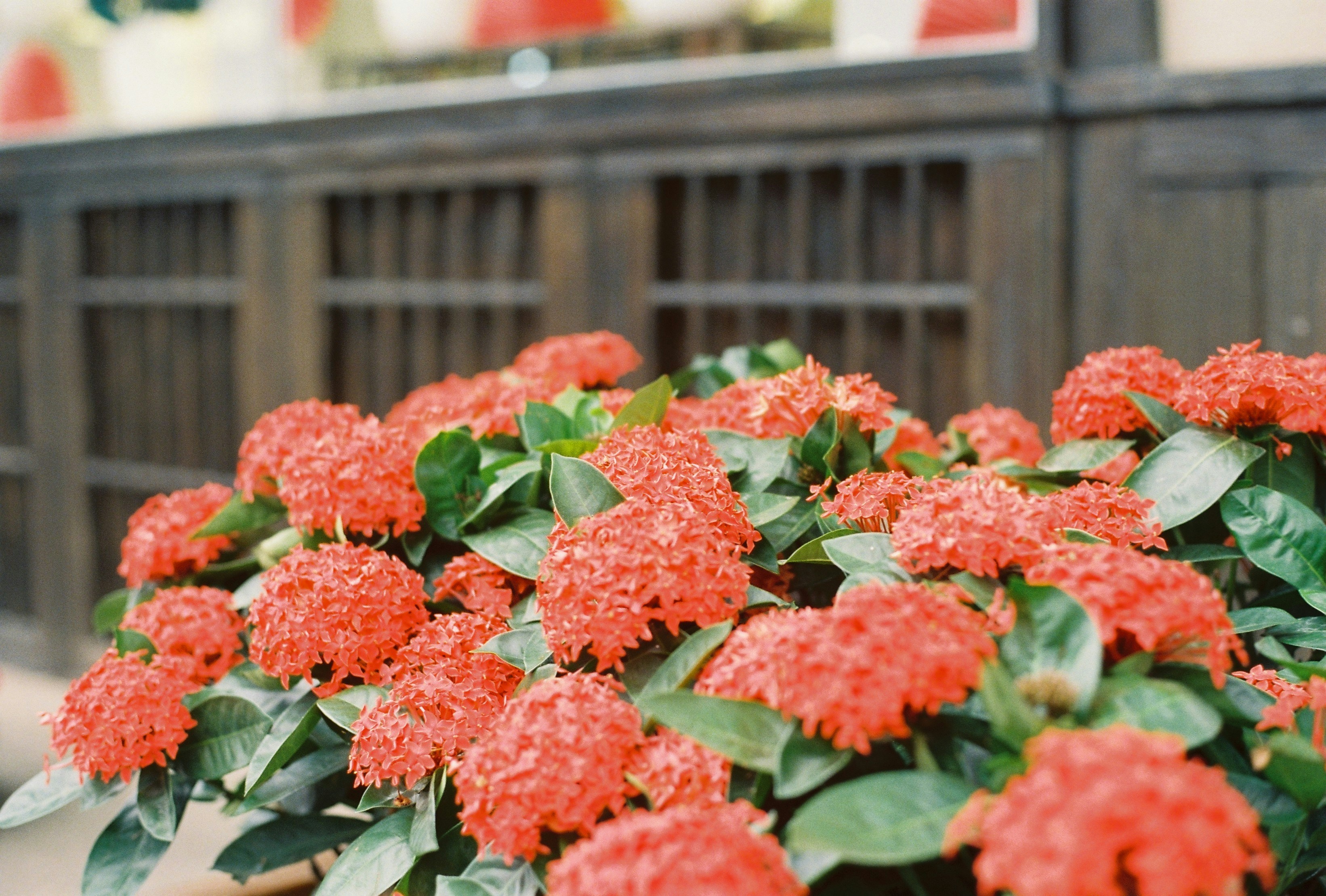 a bunch of red flowers that are in a planter
