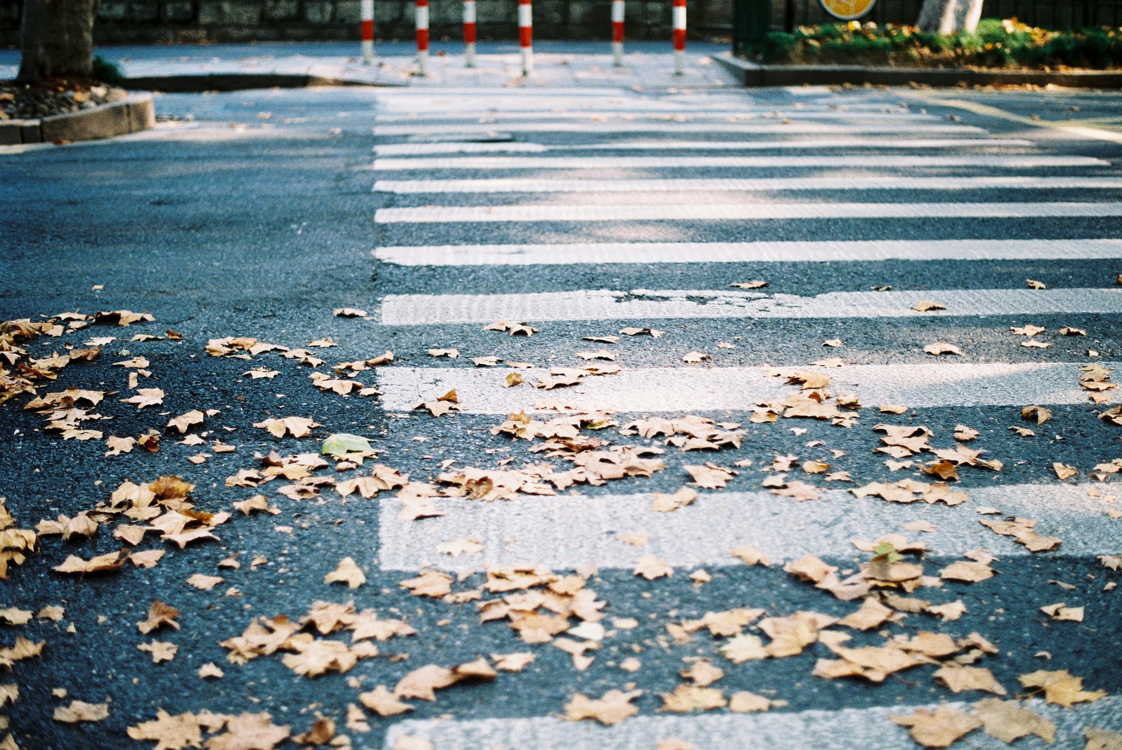 a cross walk with leaves on the ground
