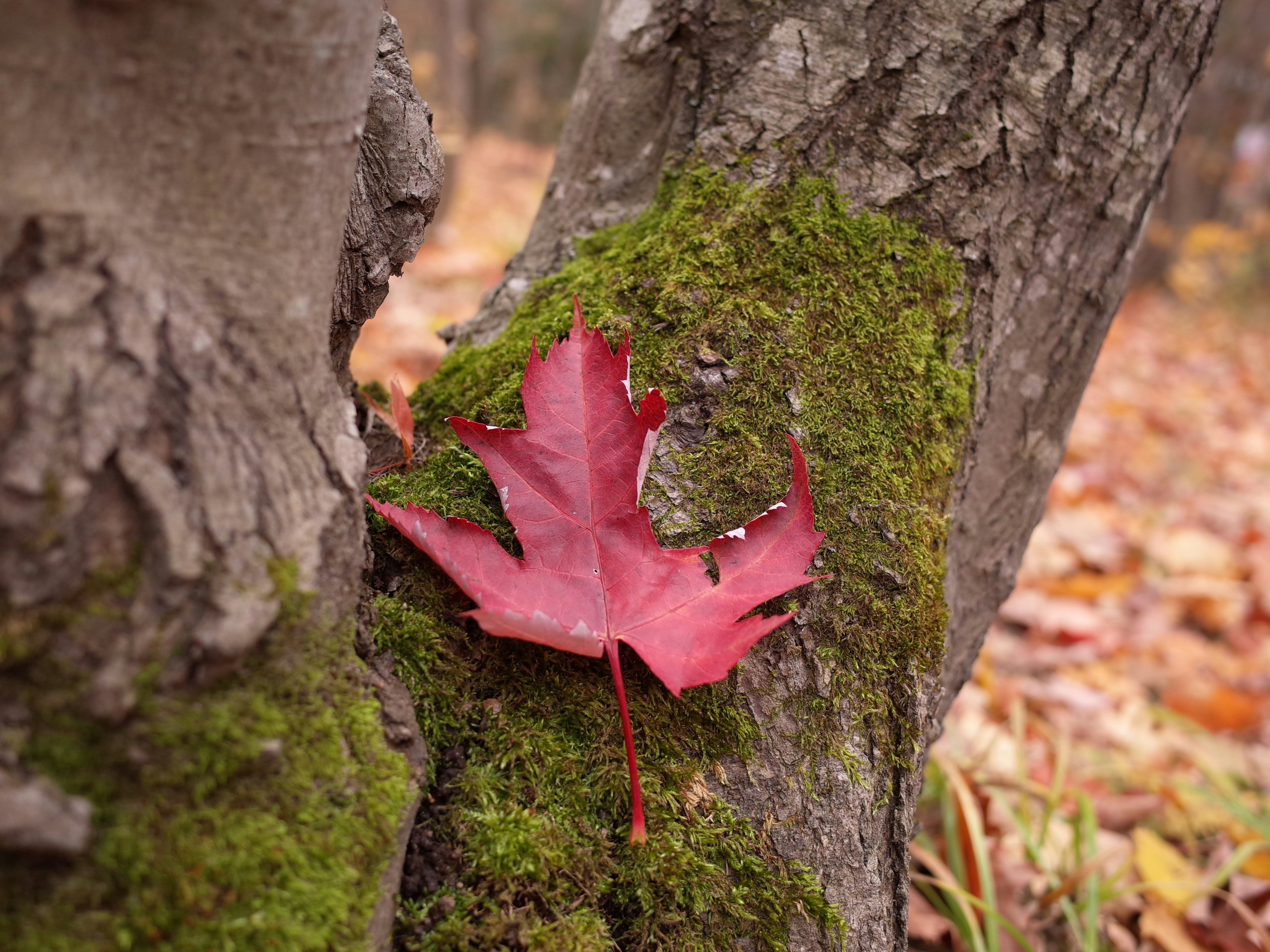 a red leaf on a moss covered tree trunk