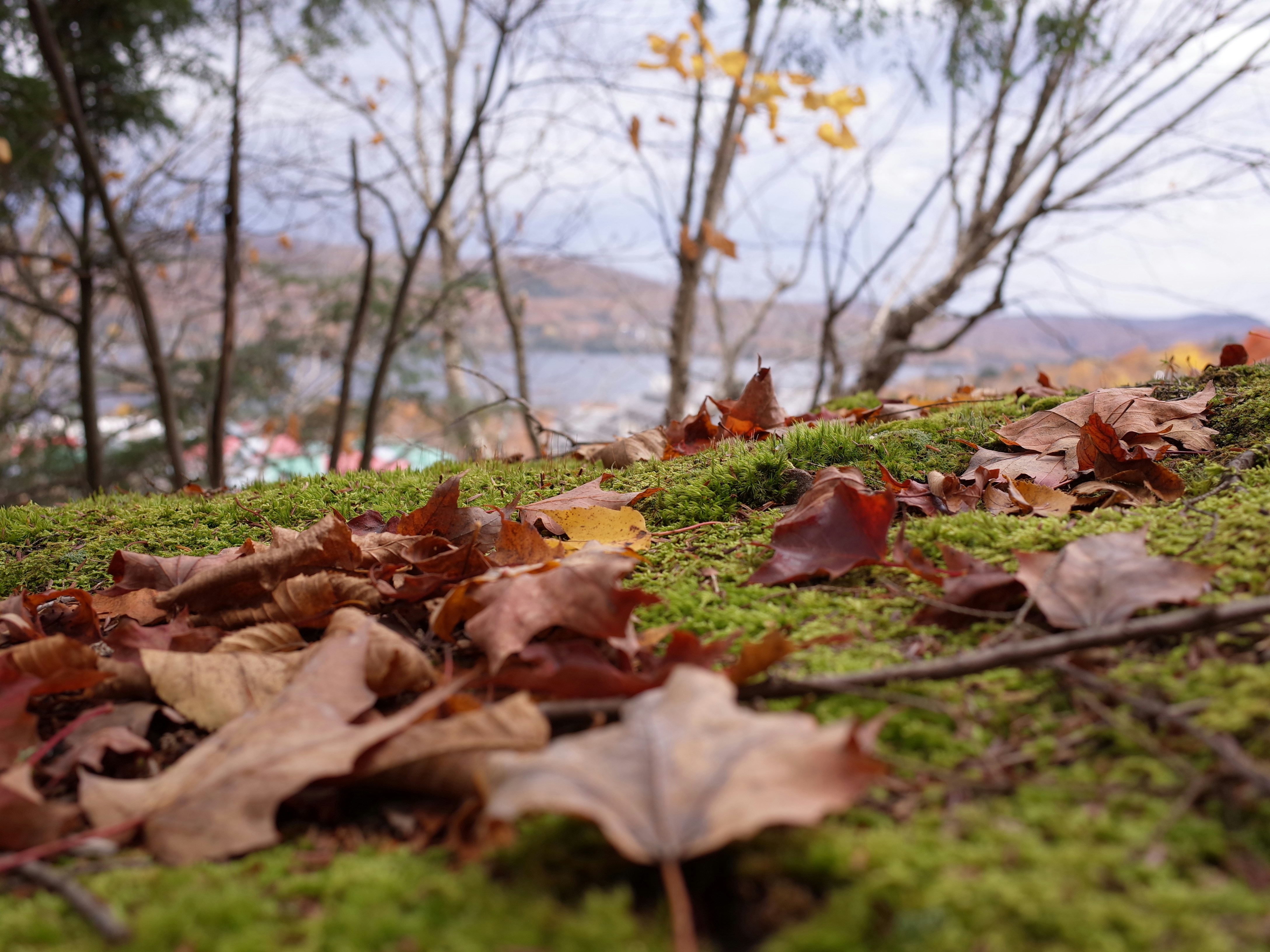 a moss covered hillside with leaves on the ground