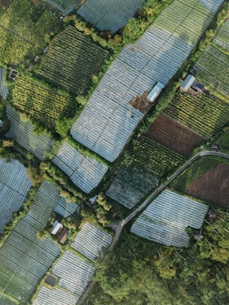 Aerial view of a patchwork of agricultural fields with varying shades of green and brown, interspersed with trees and shrubs. Long rectangular plots are covered with plastic sheets, possibly for greenhouse or protective farming. There are a few small structures, possibly farmhouses or sheds, scattered throughout the landscape. Narrow pathways and roads weave between the fields, providing access.