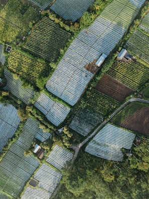 Aerial view of a patchwork of agricultural fields with varying shades of green and brown, interspersed with trees and shrubs. Long rectangular plots are covered with plastic sheets, possibly for greenhouse or protective farming. There are a few small structures, possibly farmhouses or sheds, scattered throughout the landscape. Narrow pathways and roads weave between the fields, providing access.