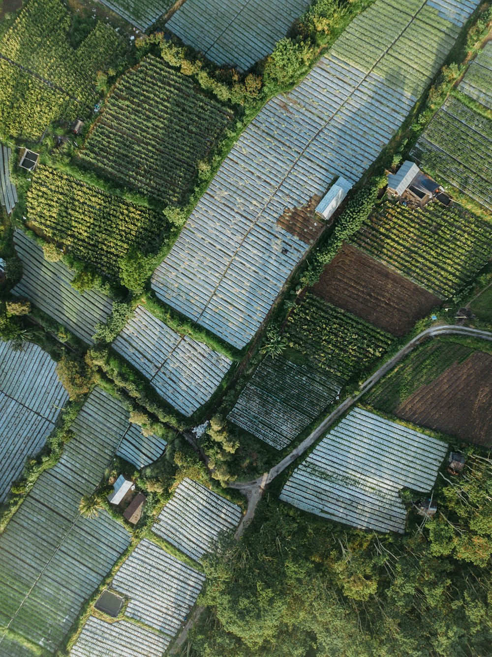 una veduta aerea di una fattoria con molti filari di colture