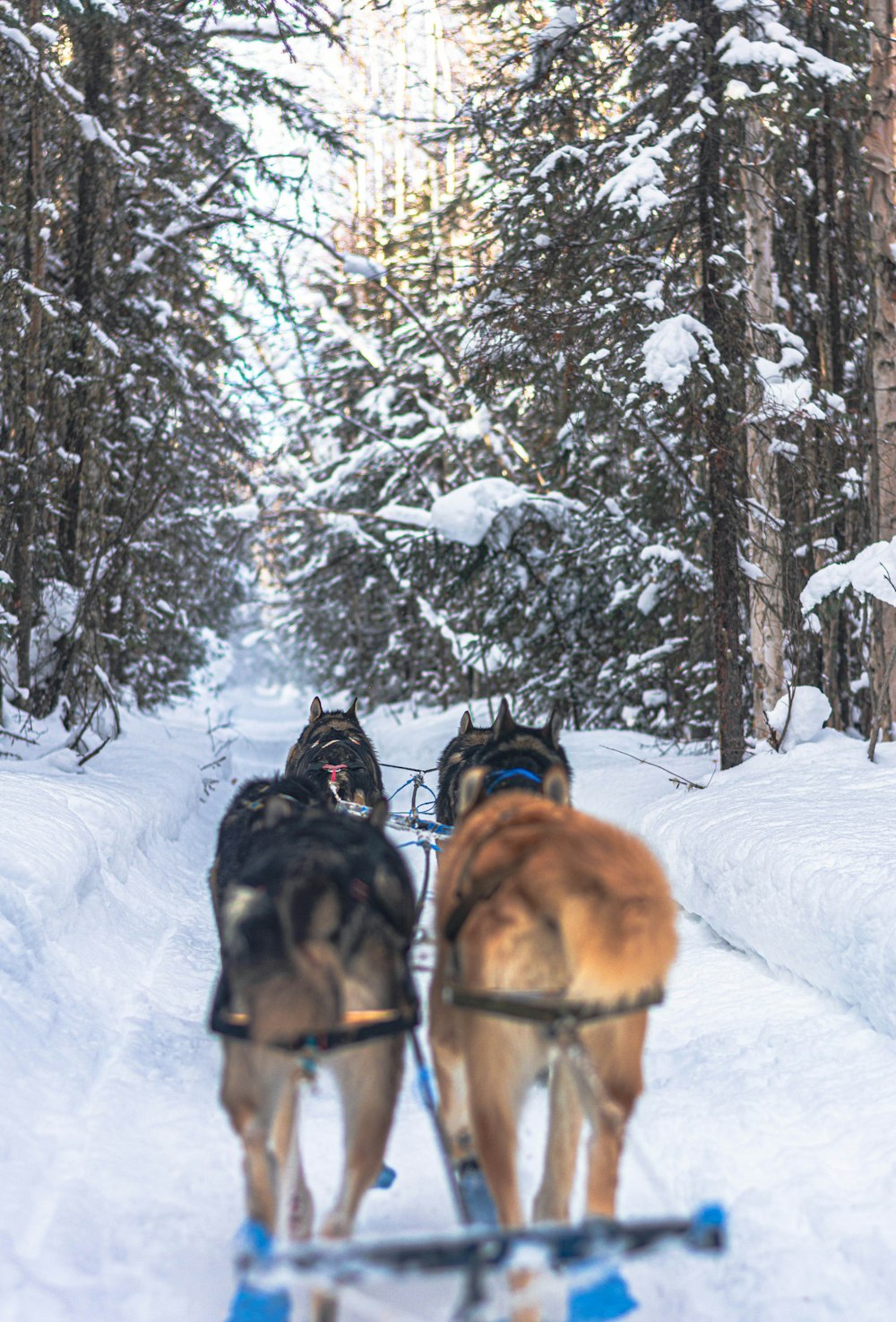 two dogs pulling a sled in the snow