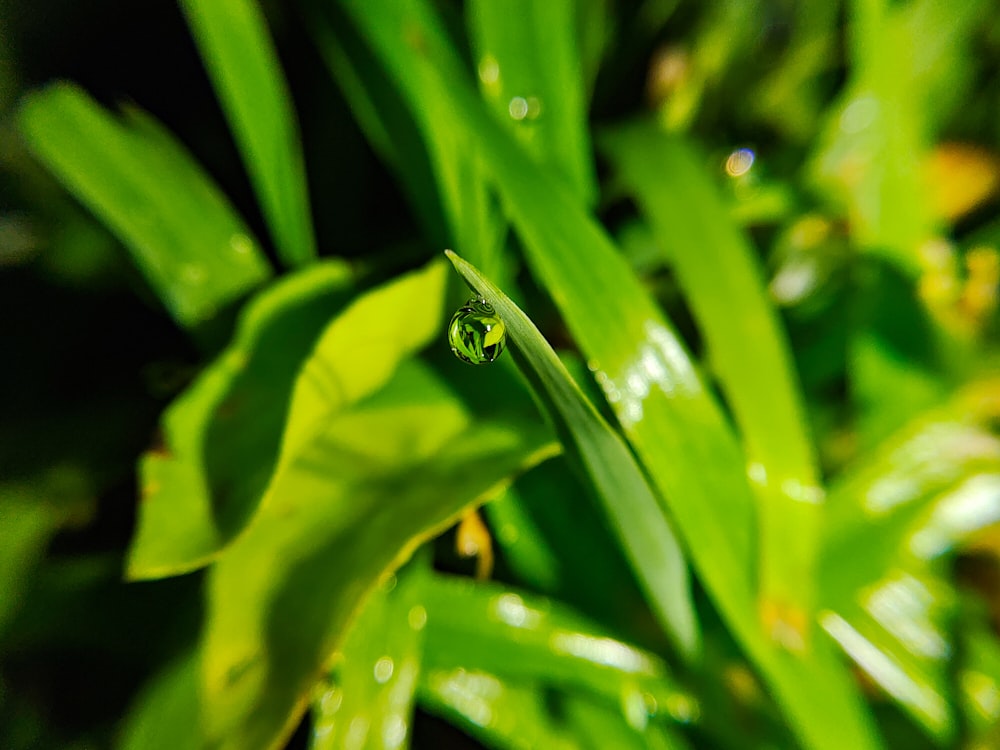 a green plant with water drops on it