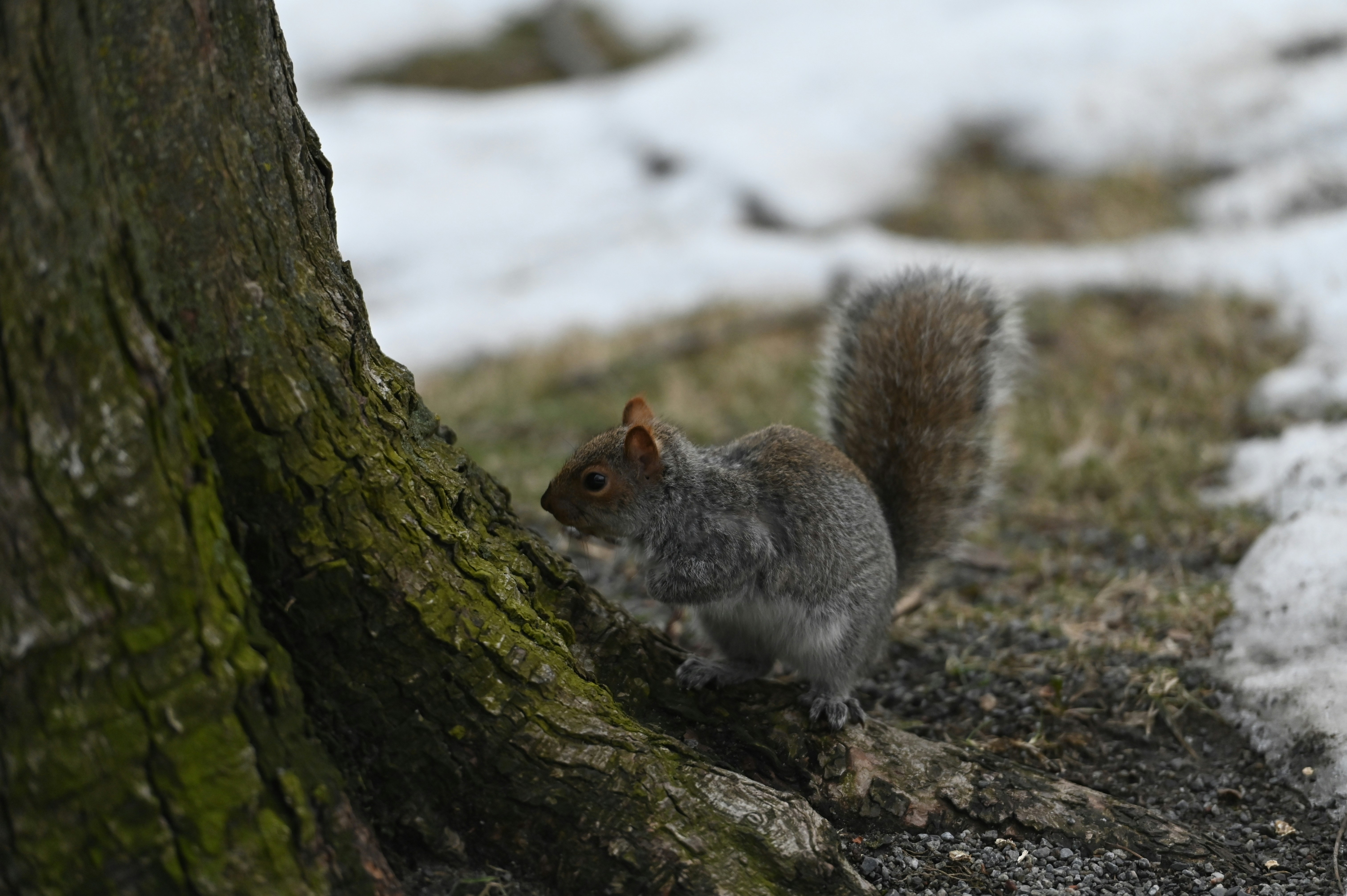 a squirrel standing next to a tree in the snow