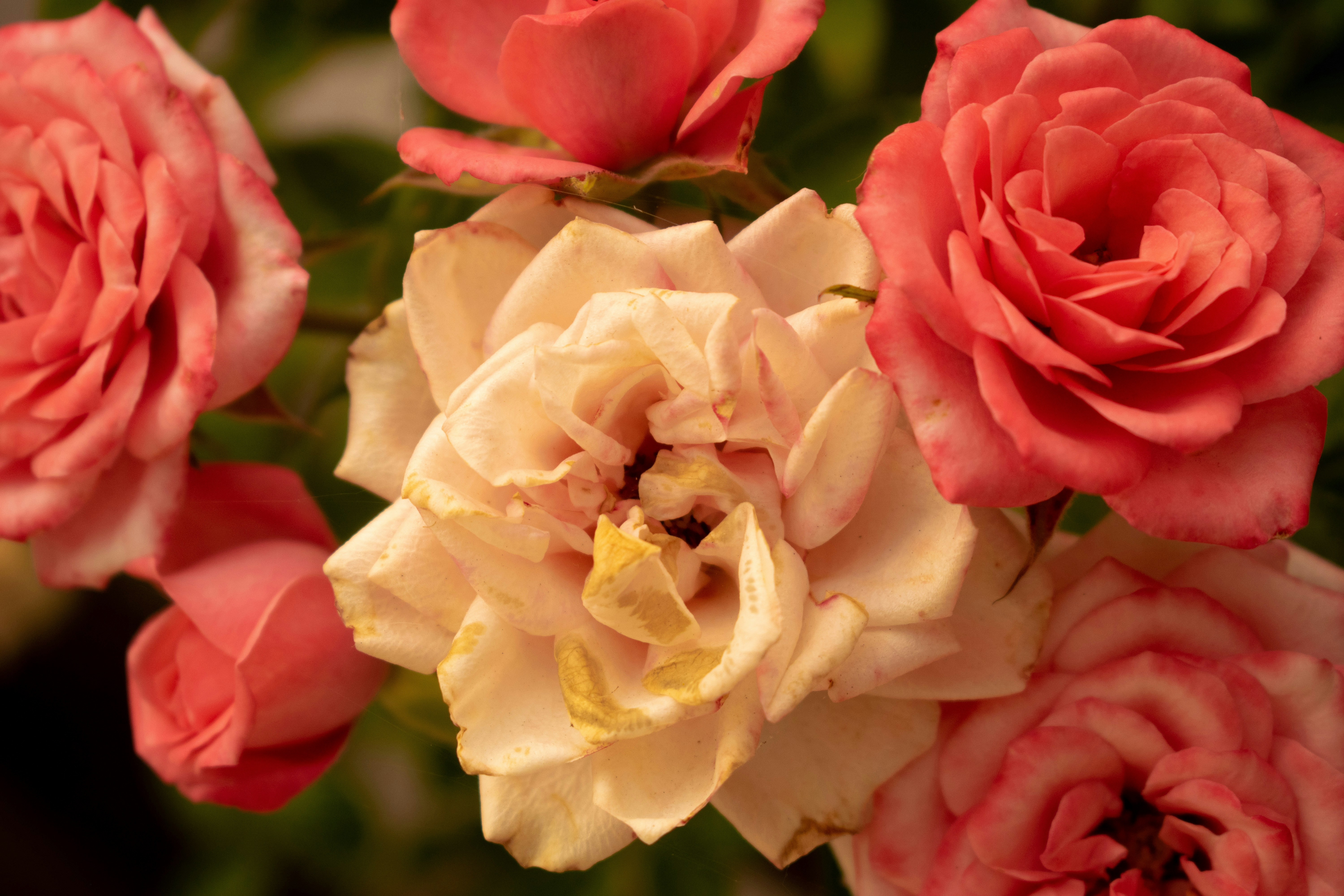 Photo by kathyryn_tripp