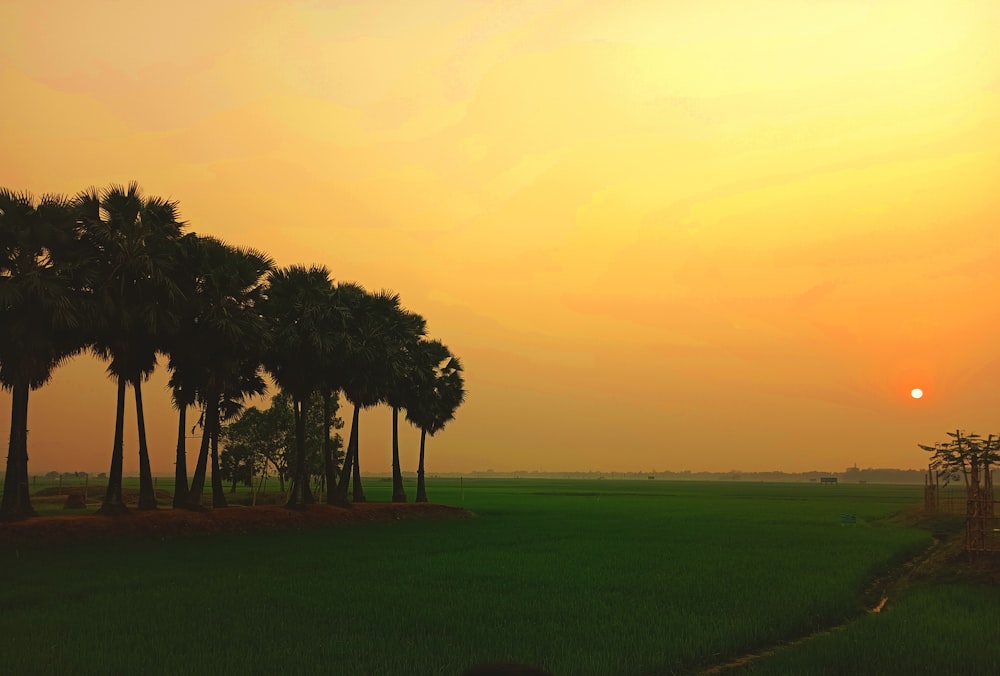 the sun is setting over a rice field